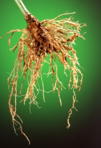 soil pest turns crop roots yellow