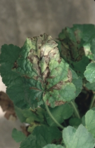 soil pest causes crop leaf to turn brown