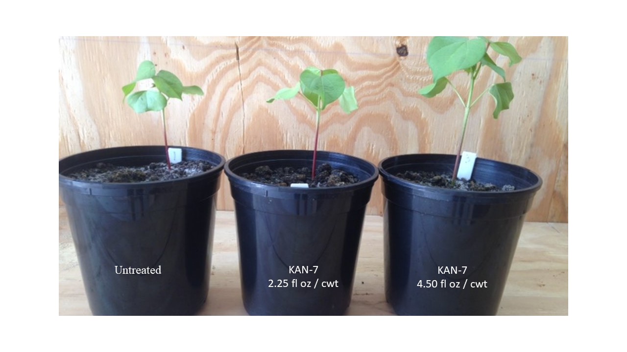 Potted plants shown more growth with Kan-7
